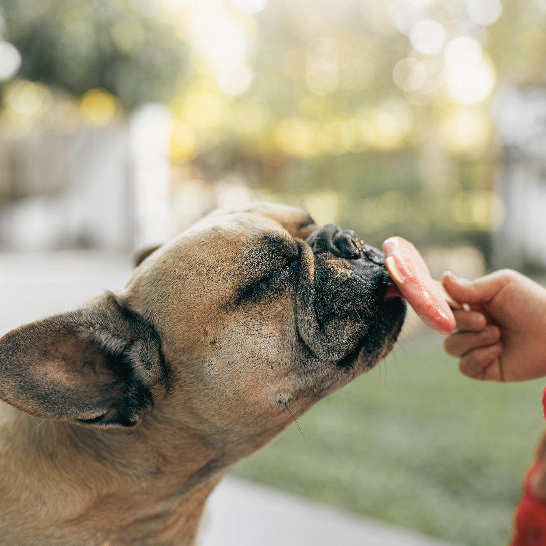 Essentiels Été – Bouledogue Français