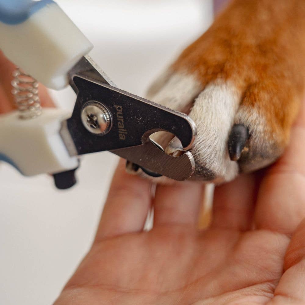 Coupe-Griffes Bouledogue Français — Lame Inox, Coupe Nette & Indolore