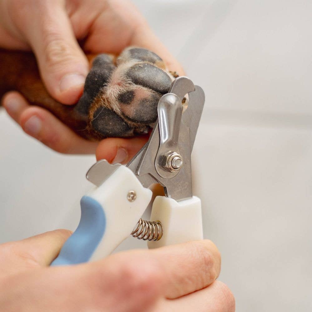 Coupe-Griffes Bouledogue Français — Lame Inox, Coupe Nette & Indolore