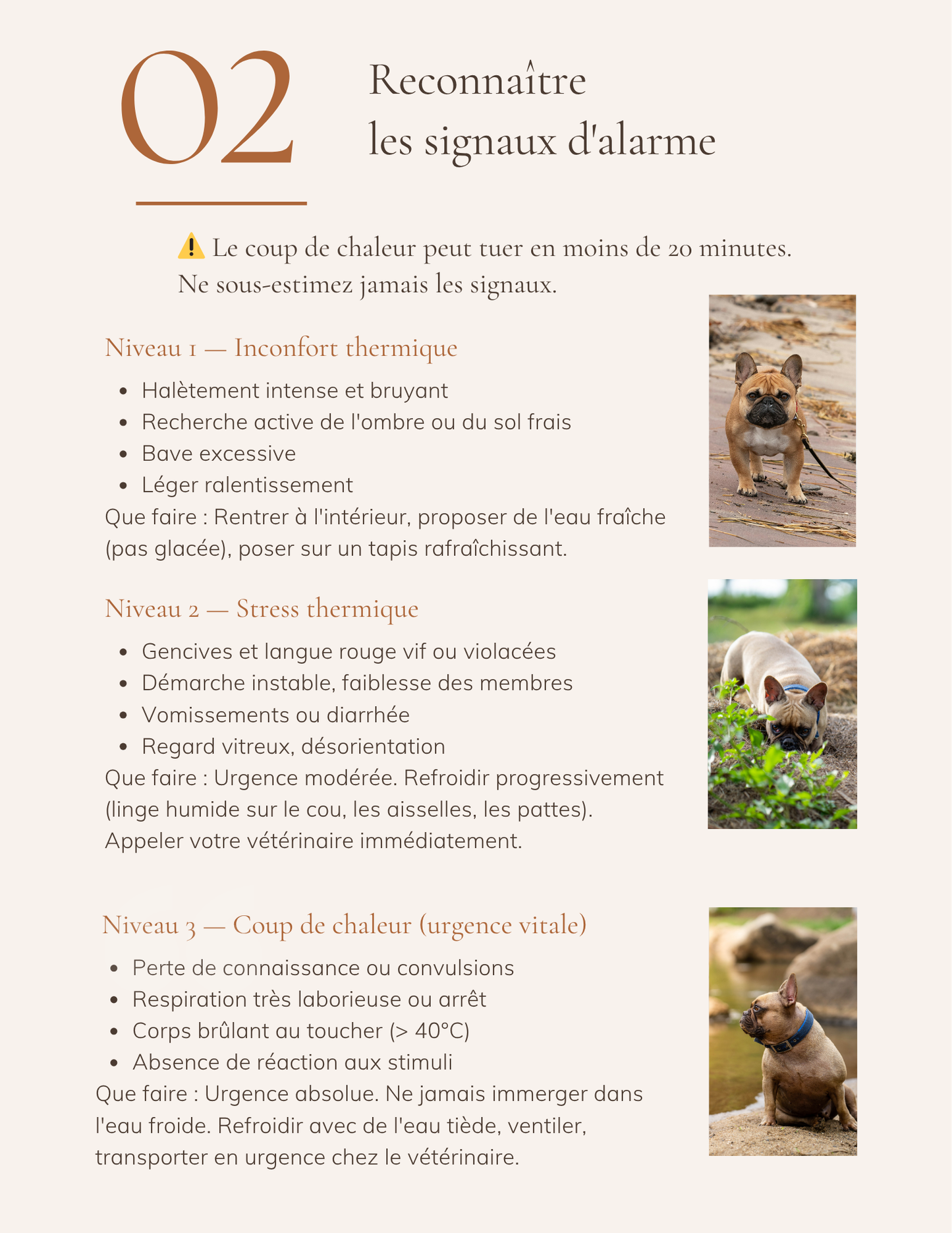 Bouledogue Français & Été : Le Guide Essentiel