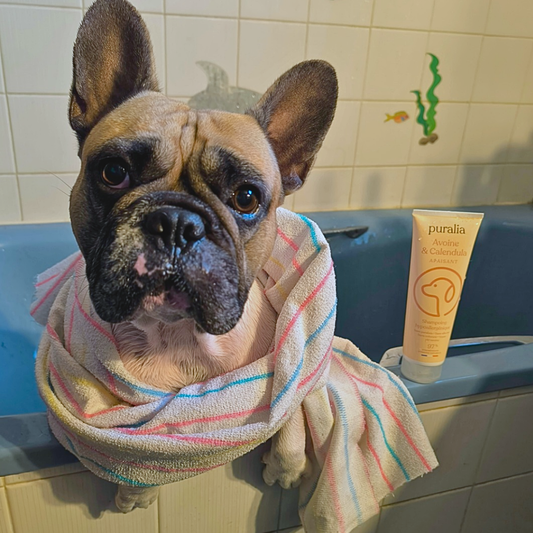 Peau Apaisée, Pelage Doux — Shampoing Hypoallergénique Avoine & Calendula pour Bouledogue Français