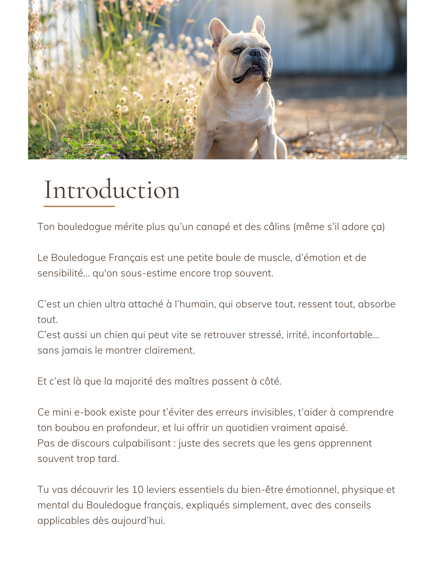 Les 10 secrets pour un bouledogue heureux et apaisé