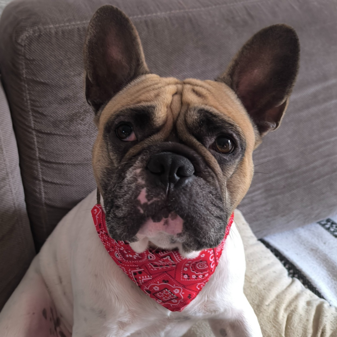 Collier Bandana