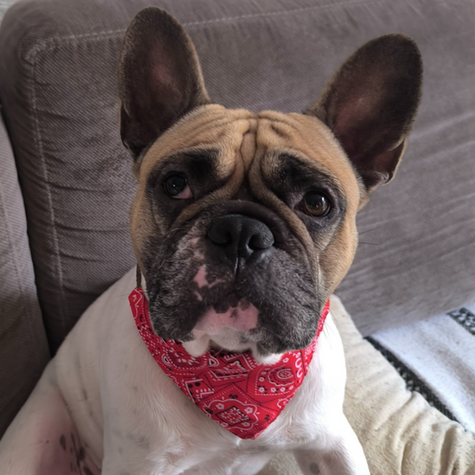 Collier Bandana